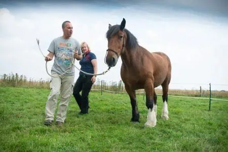 equine assisted learning
