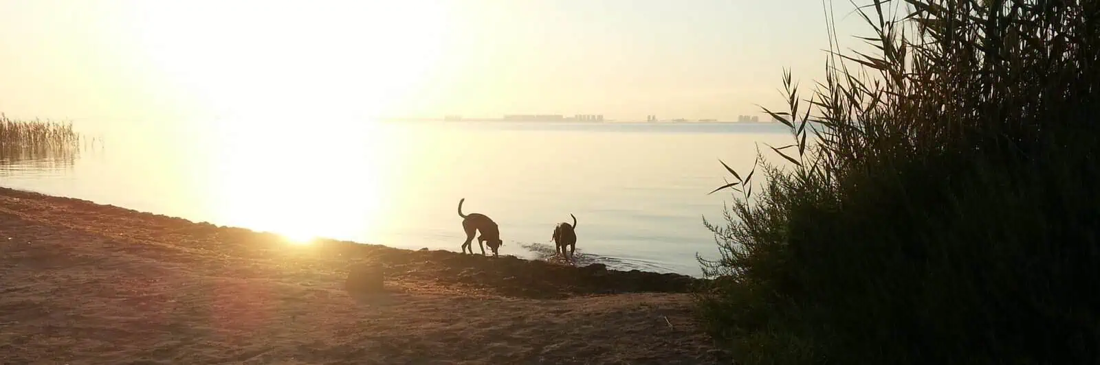 Ferdy and Marley on Holiday