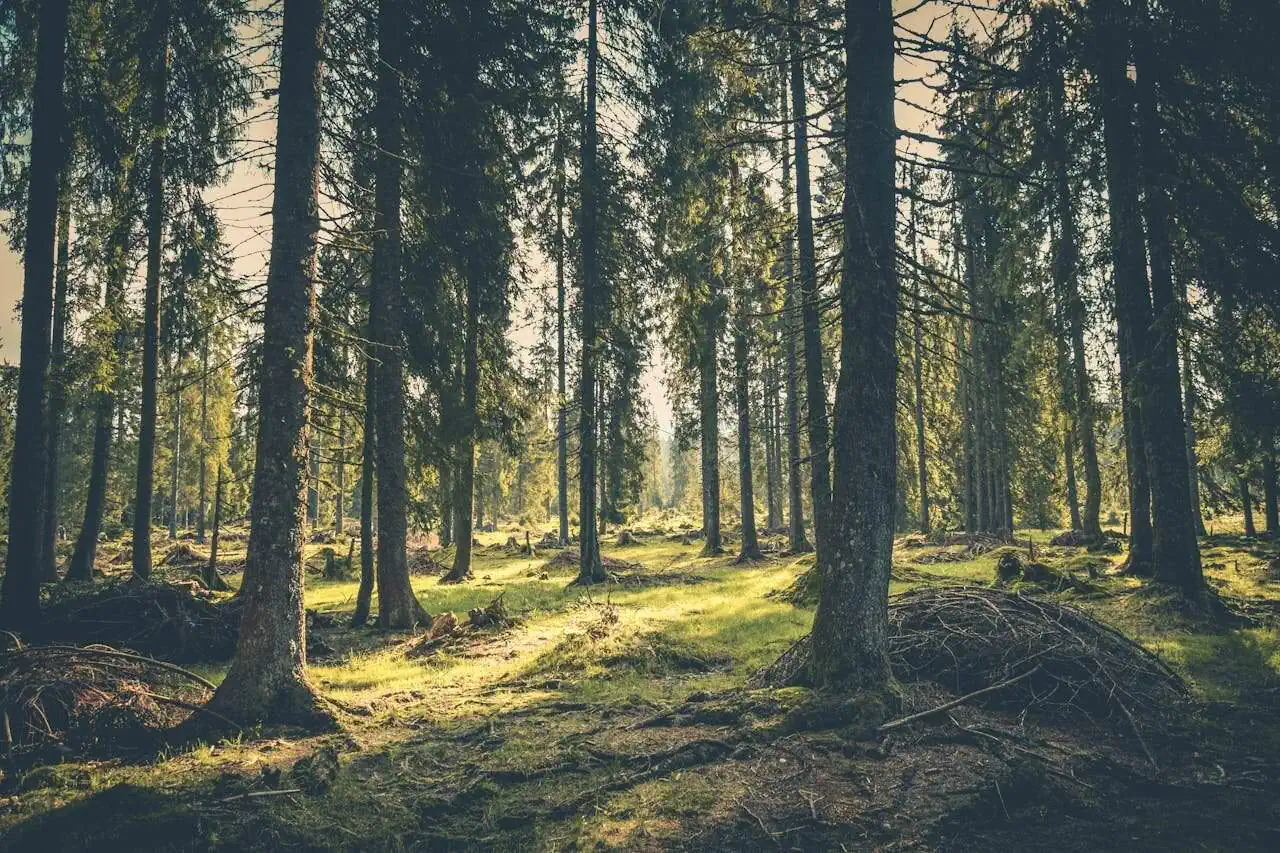 Serene woodland scene with tall evergreen trees and dappled sunlight filtering through the canopy in a peaceful forest setting.