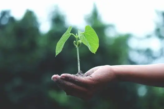 Young green plant seedling held in a person's hand, symbolising growth and environmental sustainability.