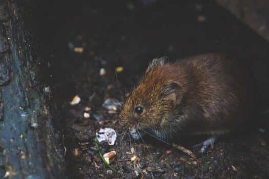 pexels dsd 1010267 How to Properly Deal and Get Rid of Rat Infestations