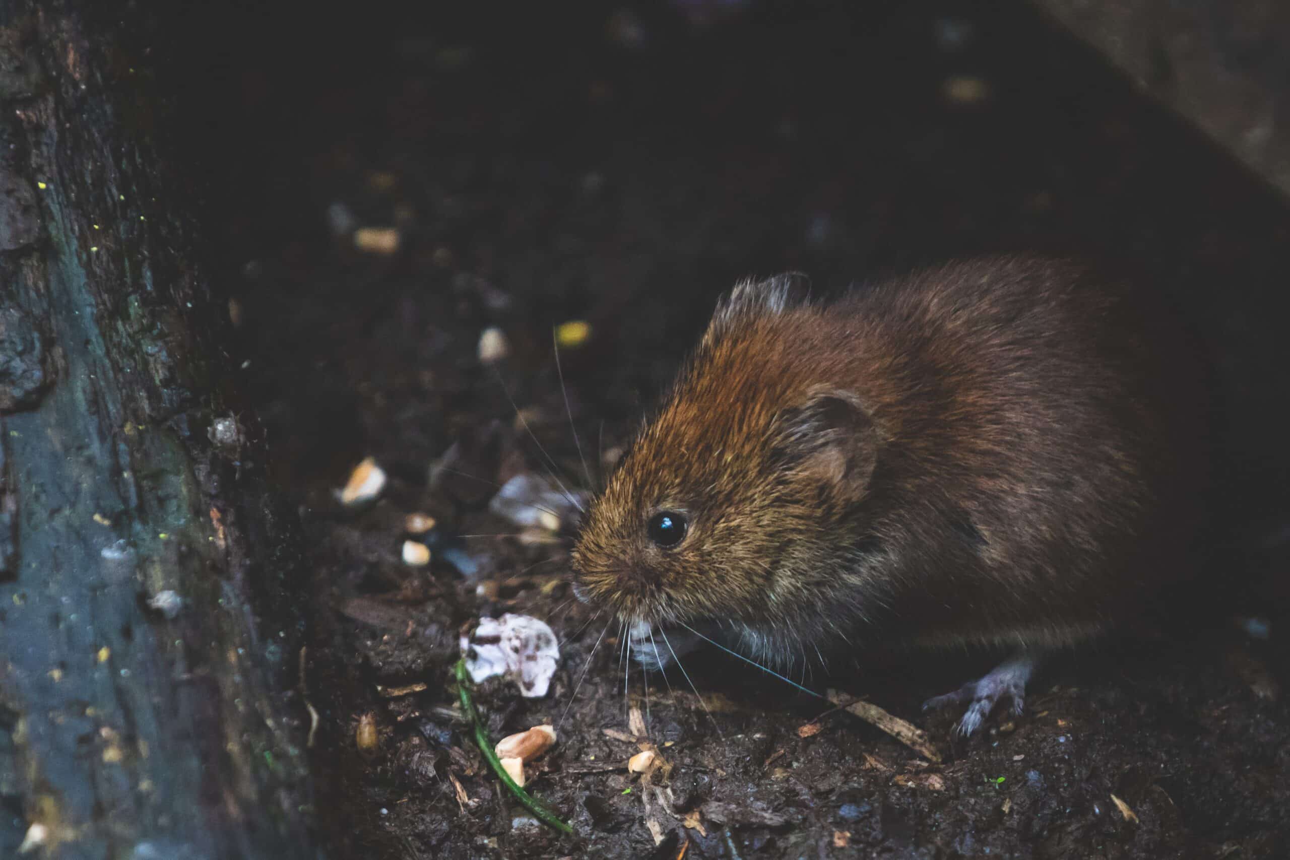 pexels dsd 1010267 scaled How to Properly Deal and Get Rid of Rat Infestations