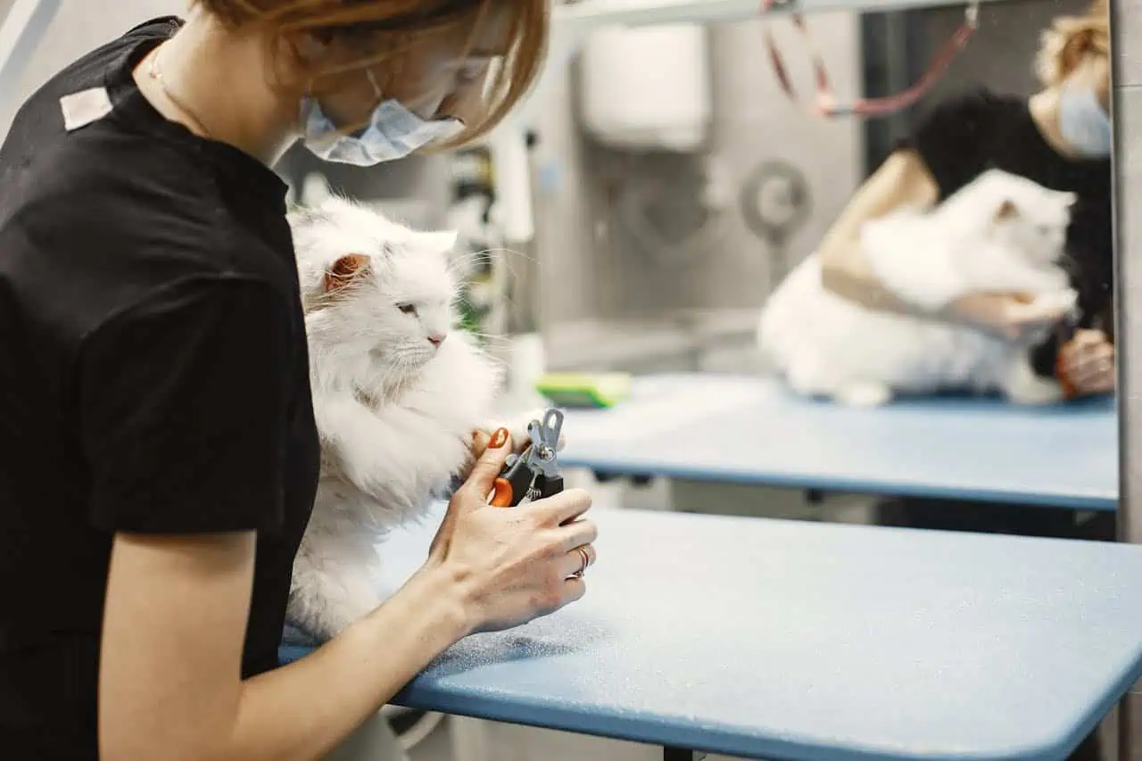 vet