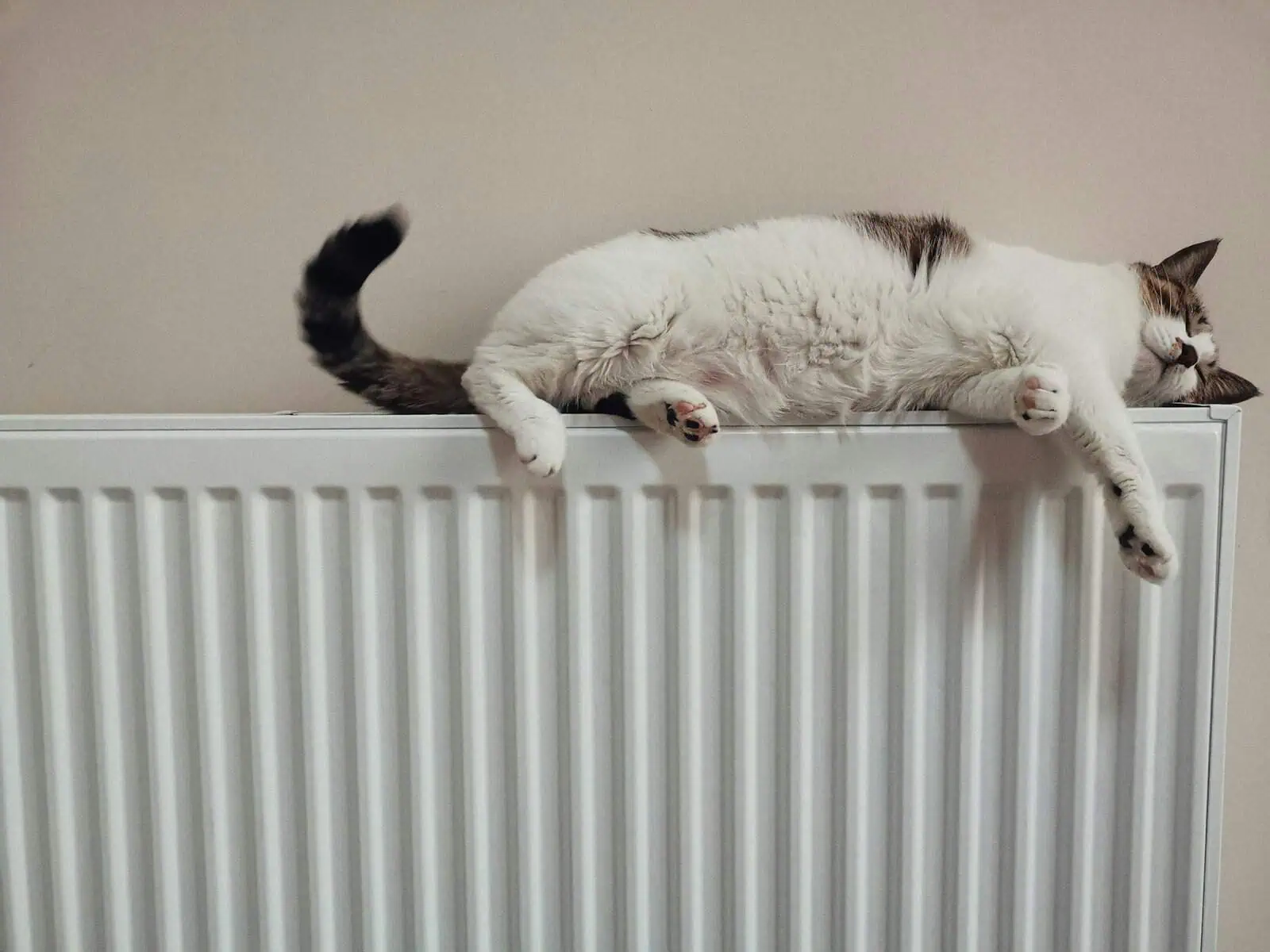 Relaxed cat lying on top of a radiator, showcasing comfort and calmness, ideal for pet care and cat behaviour topics.