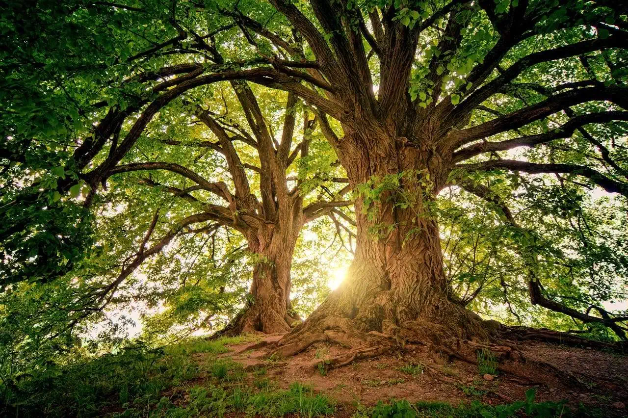 Majestic ancient tree with sprawling branches, vibrant green leaves, and sunlit canopy in a peaceful natural setting.