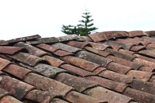 Weathered roof tiles on a traditional tiled roof in a rural setting with a pine tree in the background.