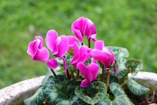 Cyclamen