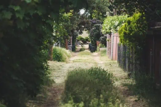 A narrow alleyway lined with greenery, trees, and fences, leading to a residential area with trash bins at the end, capturing a peaceful community scene.