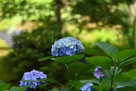 Blue hydrangea flower blooming in a lush garden with green foliage and soft sunlight.