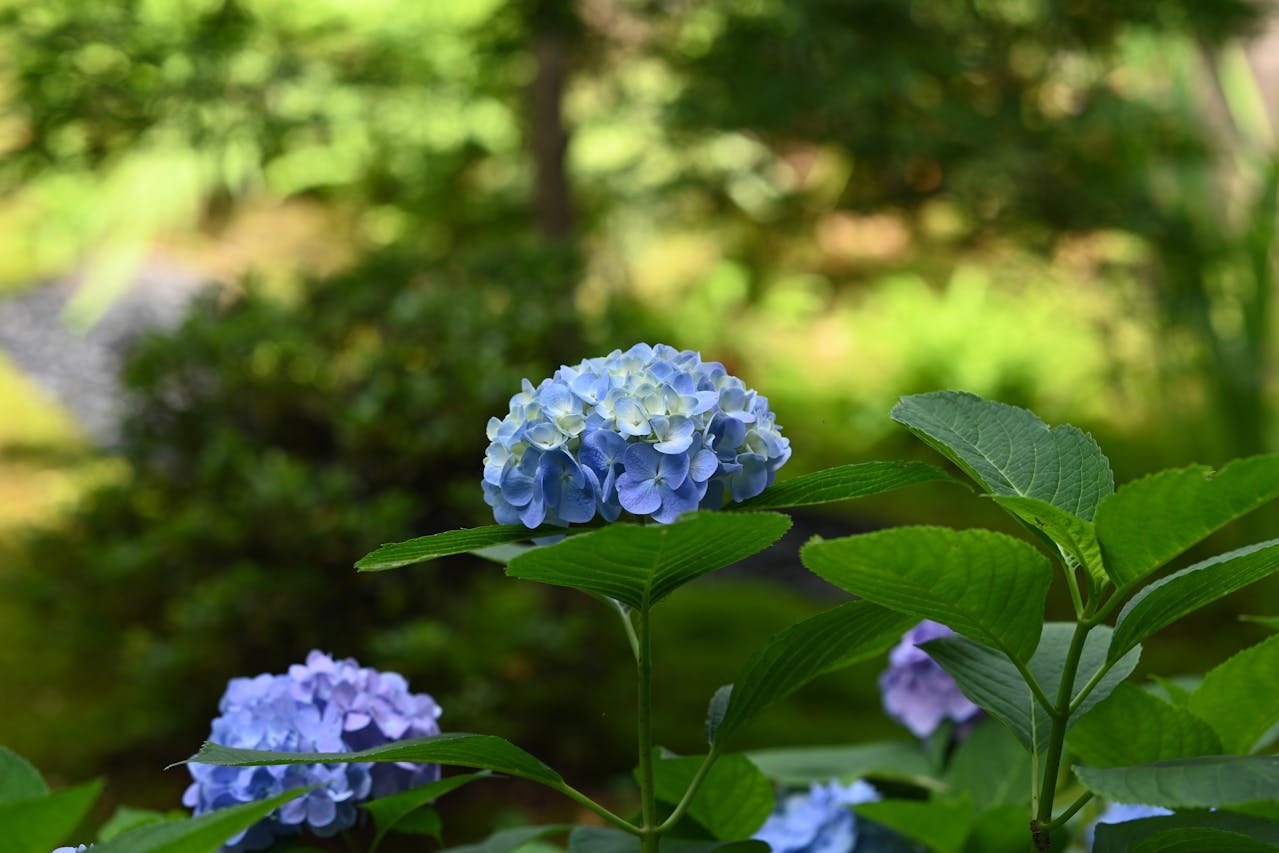 pexels q l 1447393640 28233062 Popular Plants For Your Autumn Garden