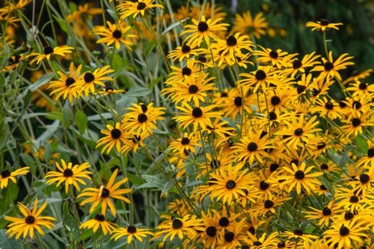 Rudbeckia