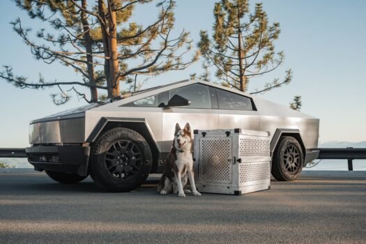 Tesla cyber truck dog husky