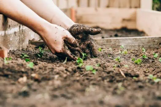 Young gardener planting seedlings in a vegetable garden, promoting sustainable farming and community resilience.