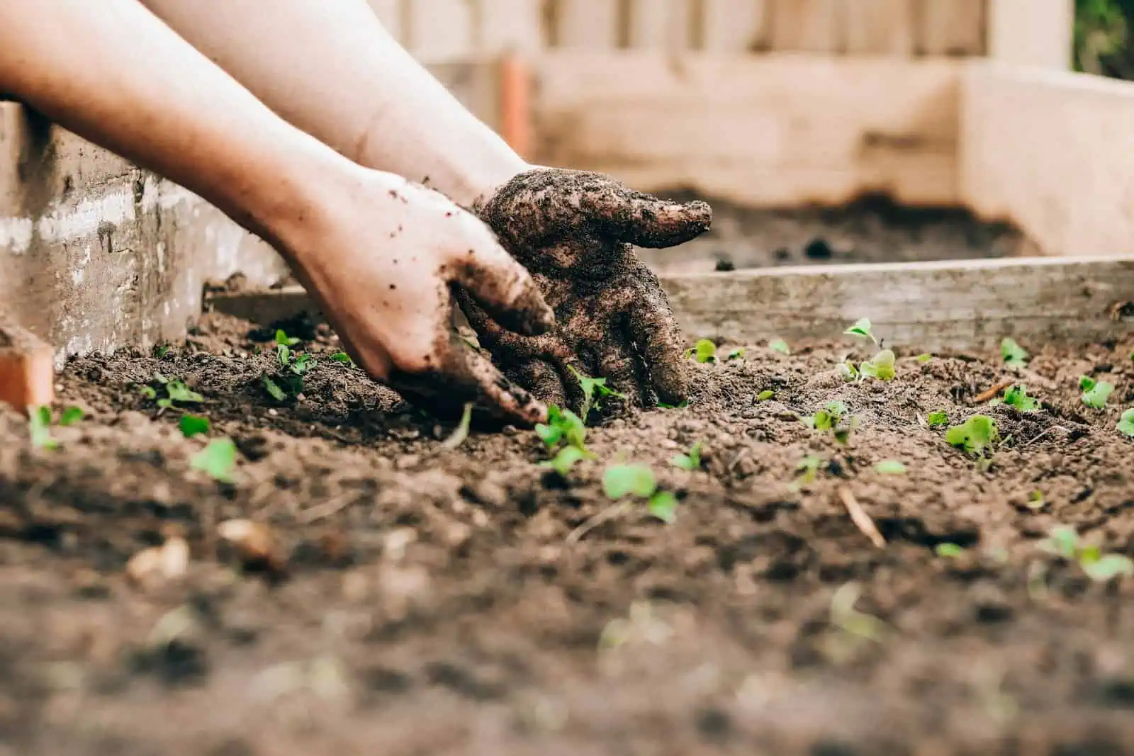 Young gardener planting seedlings in a vegetable garden, promoting sustainable farming and community resilience.