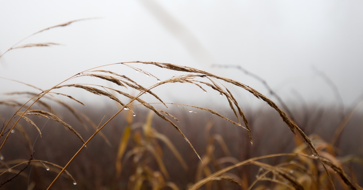 Ears in rainy and foggy weather