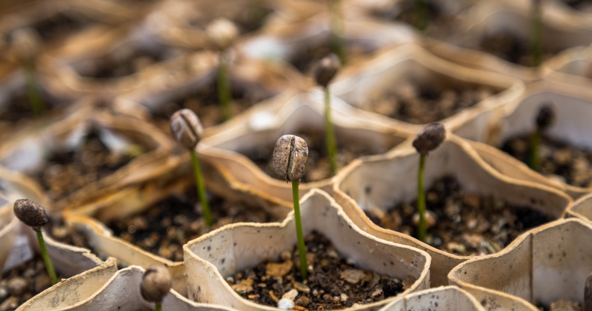 row of bean sprout