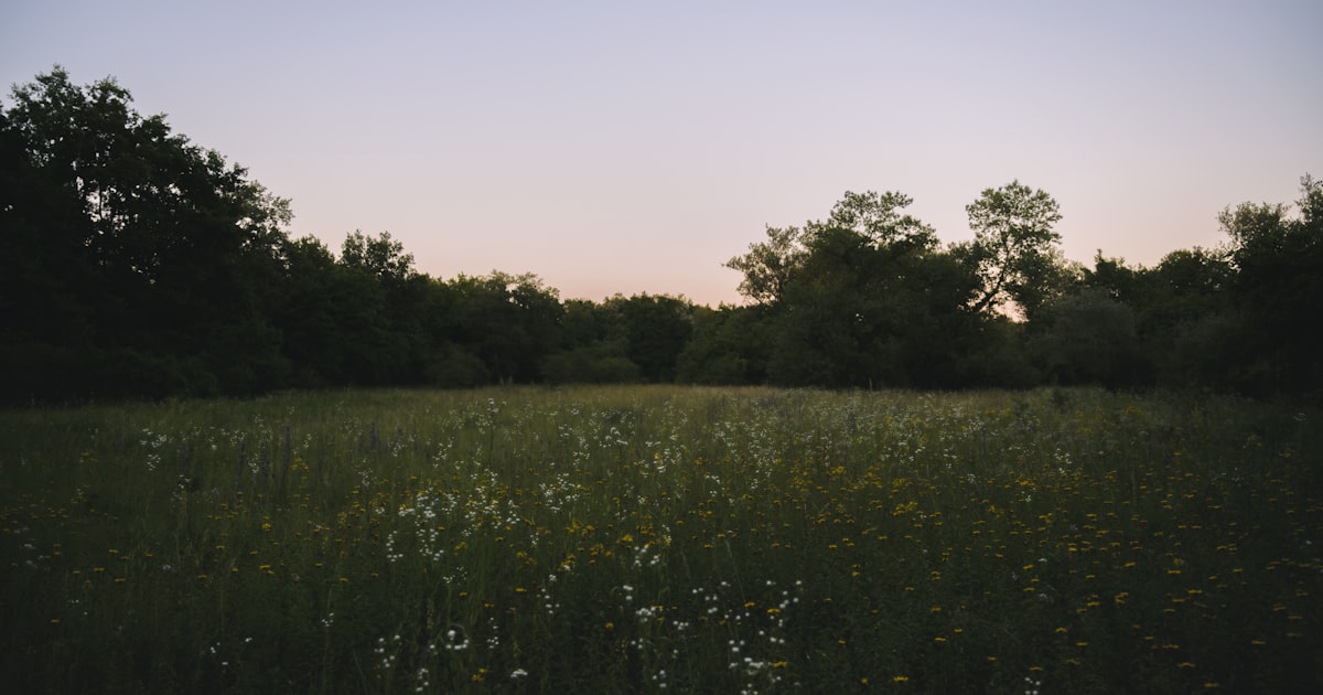 a grassy field with trees in the background