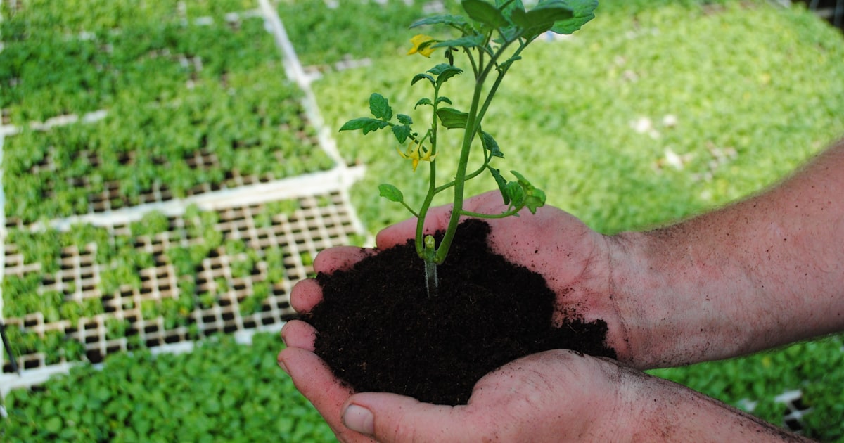 a person holding a plant in their hands