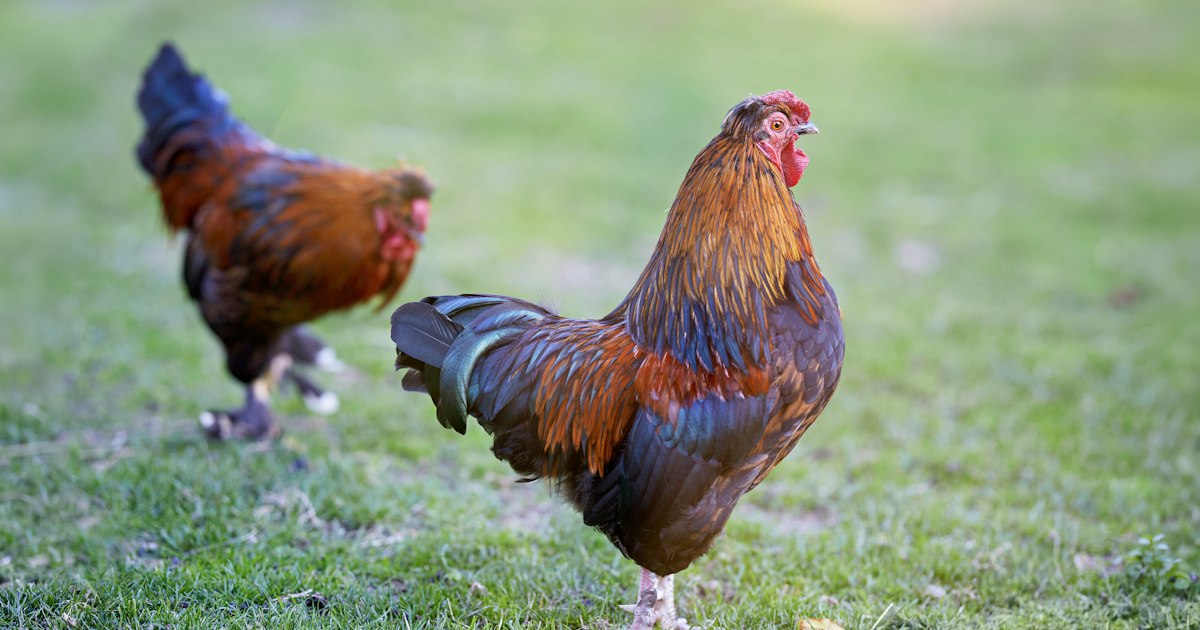 Vibrant rooster with colorful feathers stands alert in green grass, with another rooster blurred in the background. A beautiful display of poultry in a natural outdoor setting.